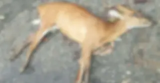 কাপ্তাইয়ে লিচু খেতে এসে কুকুরের আক্রমণে মায়া হরিণের মৃত্যু